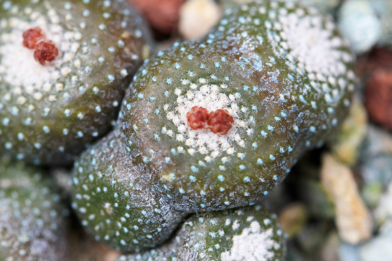 Blossfeldia liliputana v. subterranea 