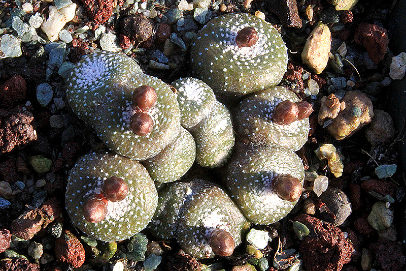 Blossfeldia liliputana v. subterranea 