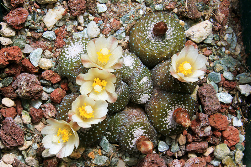 Blossfeldia liliputana v. subterranea 