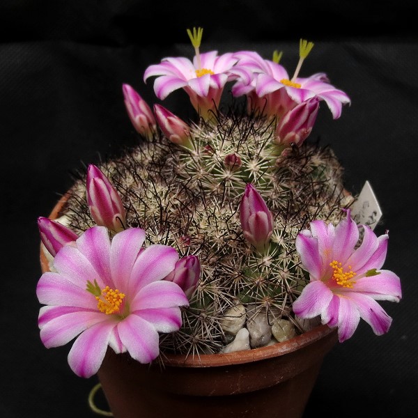 Mammillaria blossfeldiana SB 1854