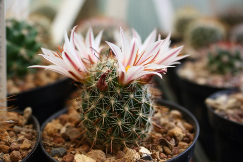 Mammillaria blossfeldiana SB 1487