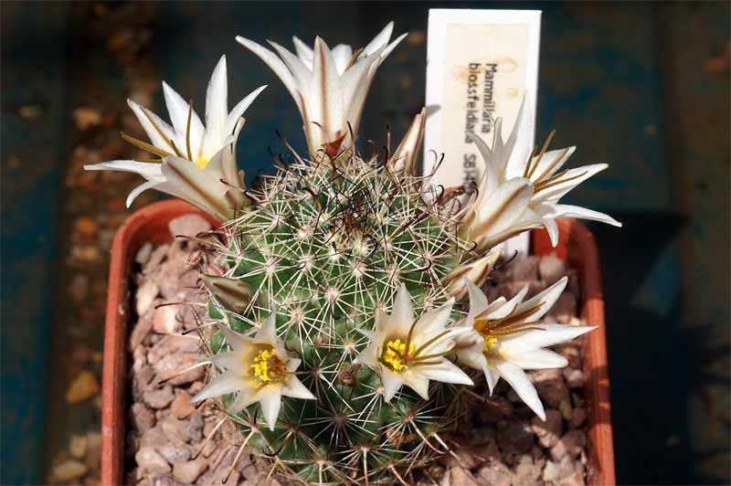 Mammillaria blossfeldiana SB 1487