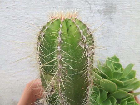 Isolatocereus dumortieri 