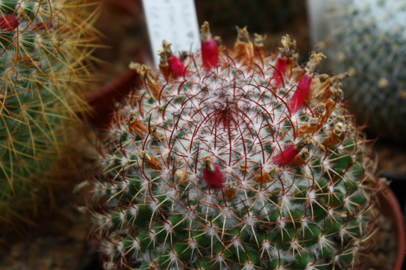 Mammillaria bonavitii REP 907