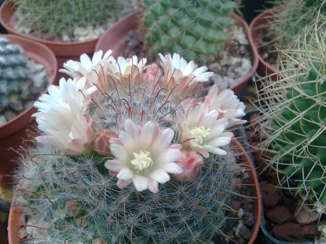 Mammillaria bocasana ssp. eschauzieri 