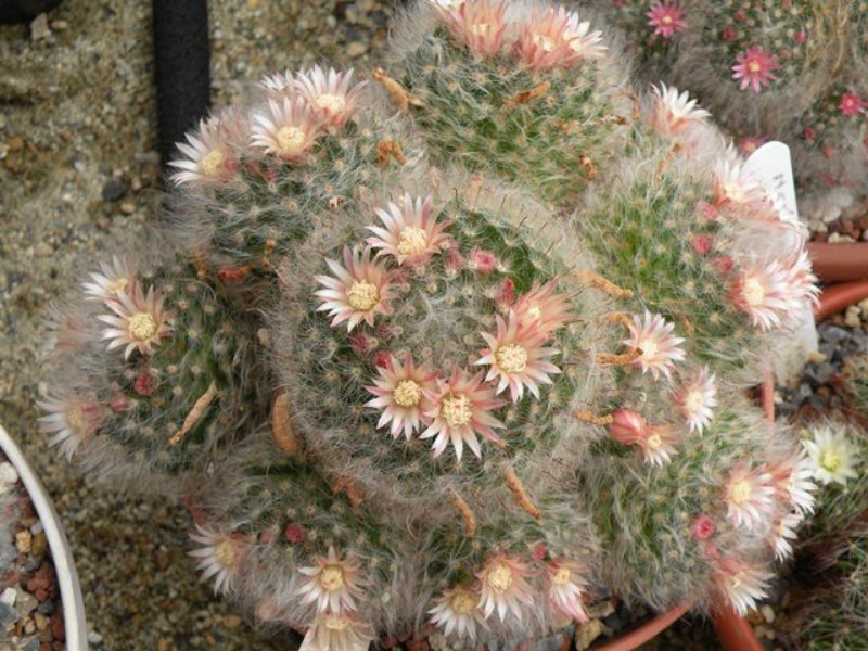 Mammillaria bocasana ML 79