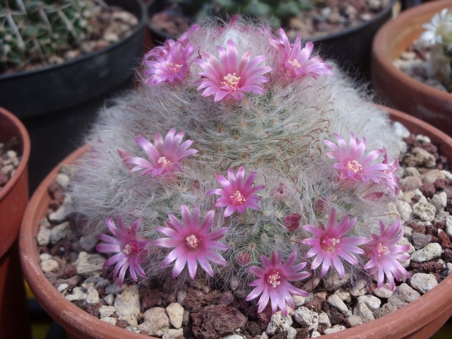 Mammillaria bocasana 