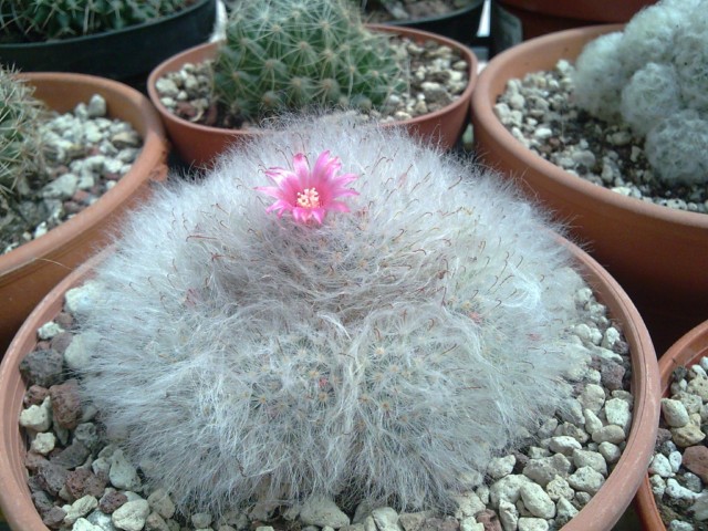 Mammillaria bocasana 