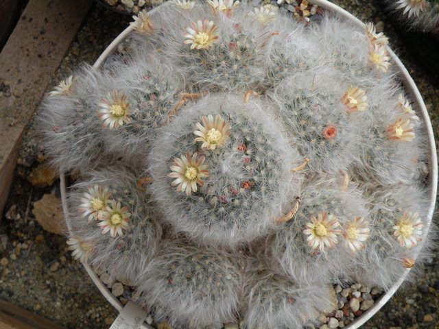 Mammillaria bocasana v. multilanata 