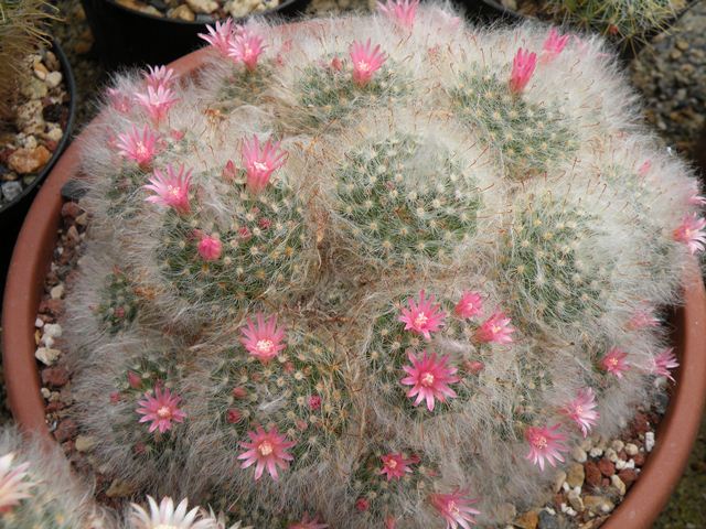 Mammillaria bocasana cv. roseiflora 