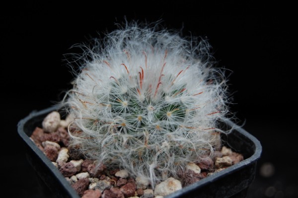 Mammillaria bocasana v. splendens 