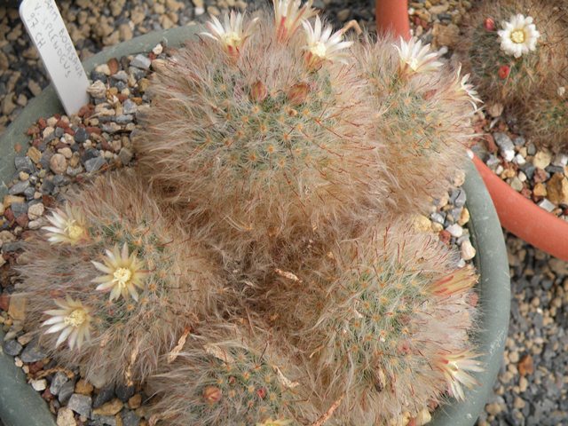 Mammillaria bocasana v. splendens 