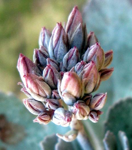 Kalanchoe millotii 