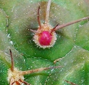 Gymnocalycium  