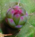 Gymnocalycium  