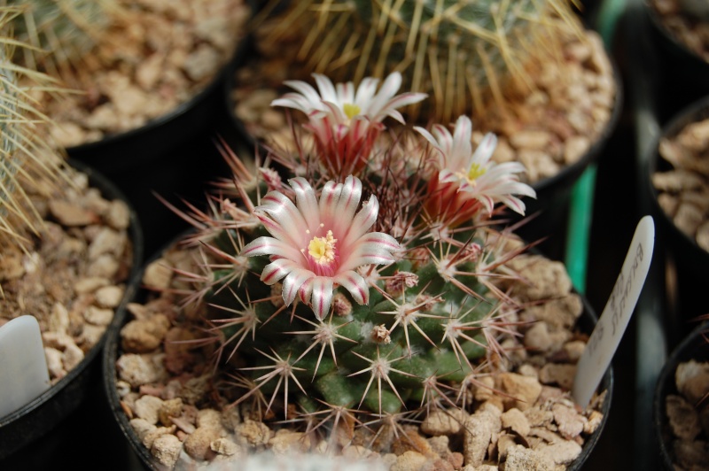 Mammillaria bocensis REP 821