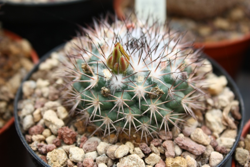 Mammillaria aff. bocensis ROG 231