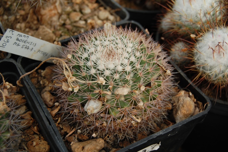 Mammillaria bocensis 