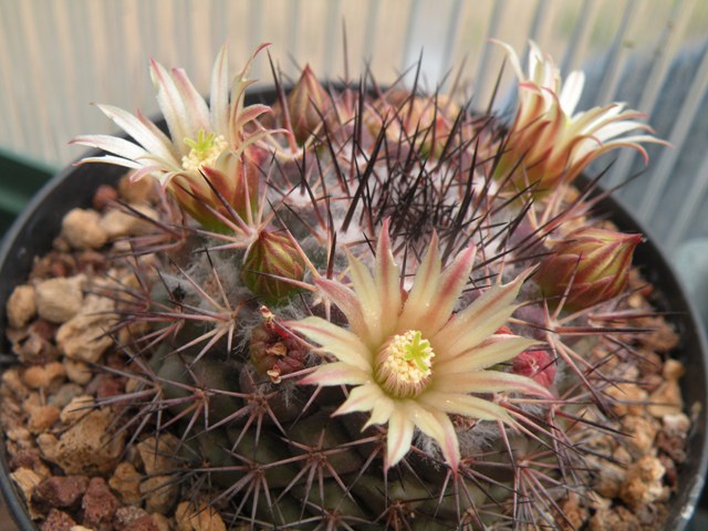 Mammillaria bocensis v. rubida 