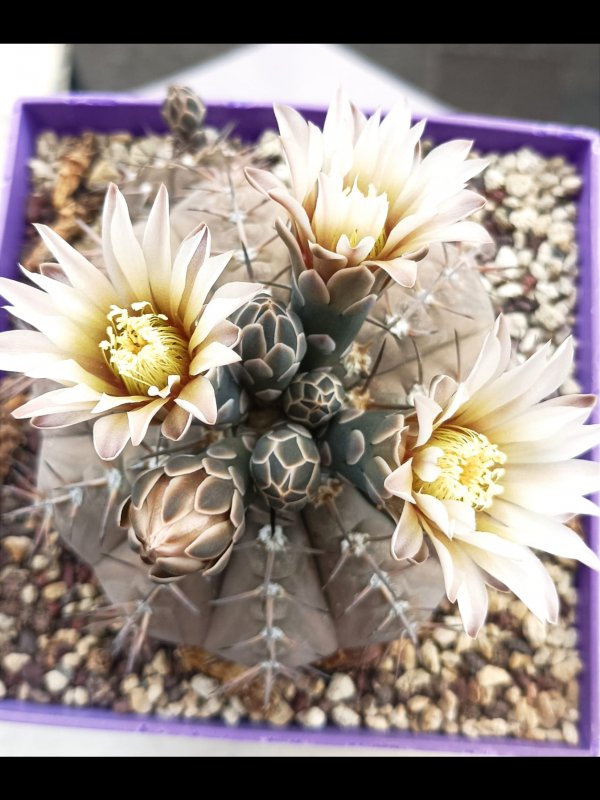 Gymnocalycium bodenbenderianum 