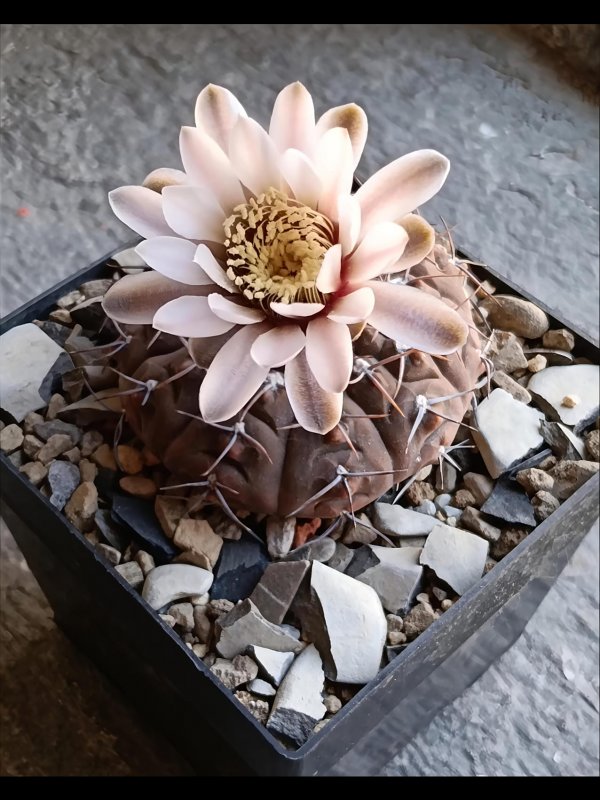 Gymnocalycium bodenbenderianum 