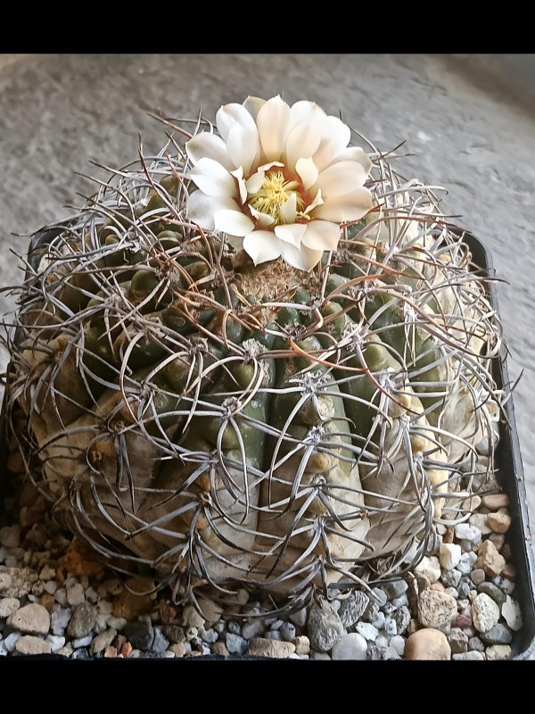 gymnocalycium bodenbenderianum f. pipanacoense