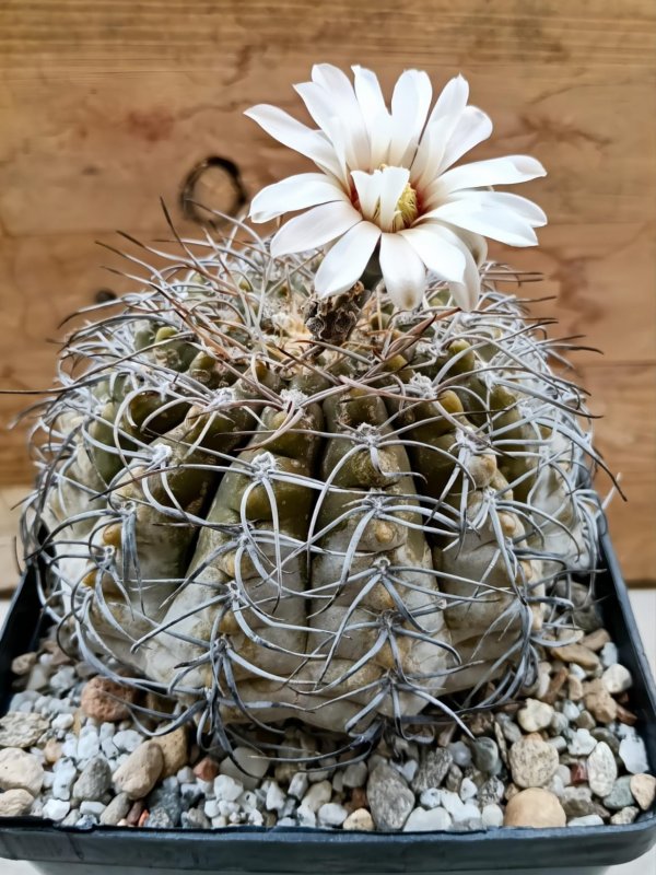 Gymnocalycium bodenbenderianum f. pipanacoense p 140