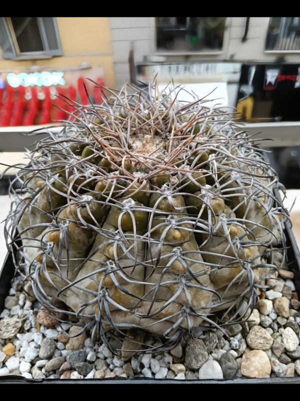 gymnocalycium bodenbenderianum f. paucispinum