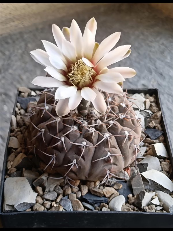 Gymnocalycium bodenbenderianum 
