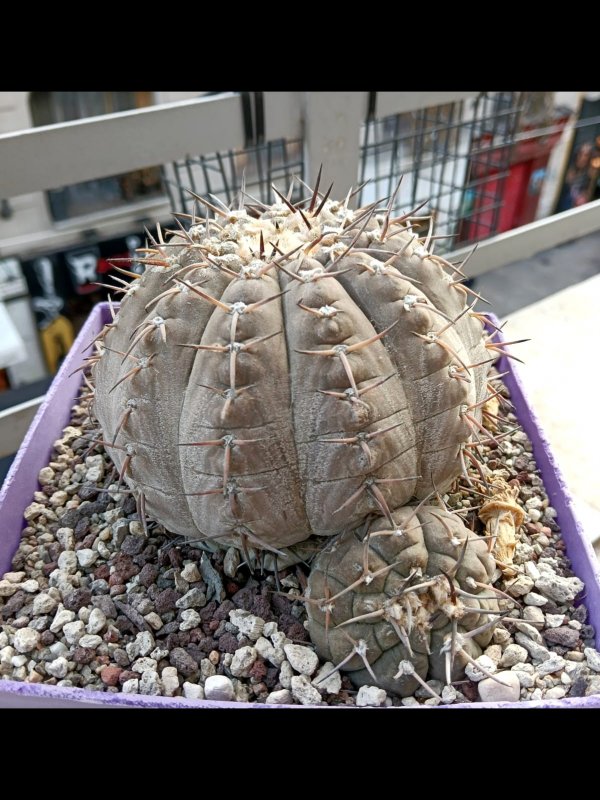 Gymnocalycium bodenbenderianum 