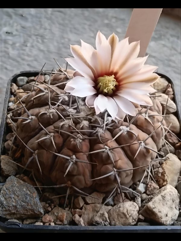 Gymnocalycium bodenbenderianum hv 347