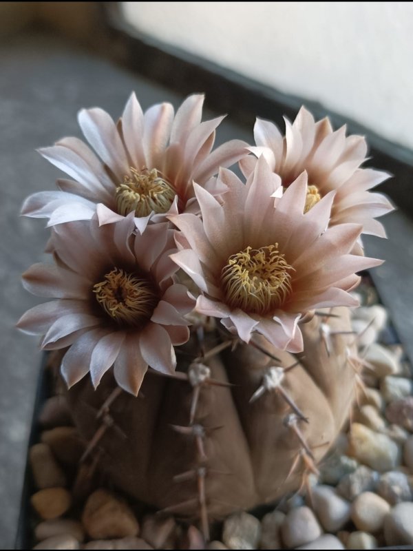 Gymnocalycium bodenbenderianum 