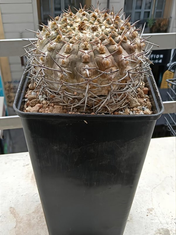 gymnocalycium bodenbenderianum ssp. vertongenii