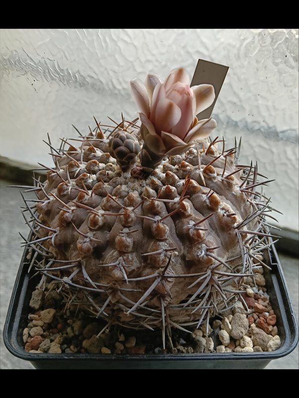 Gymnocalycium bodenbenderianum ssp vertongenii sto 1873-1