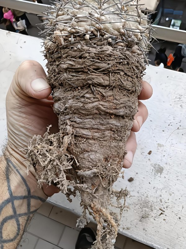 gymnocalycium bodenbenderianum ssp.vertongenii