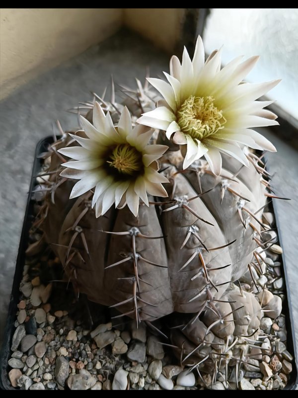 Gymnocalycium bodenbenderianum  v.paucispinum 