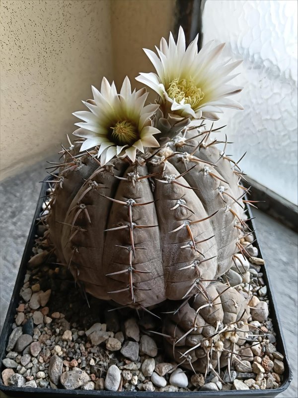 Gymnocalycium bodenbenderianum v.paucispinum 