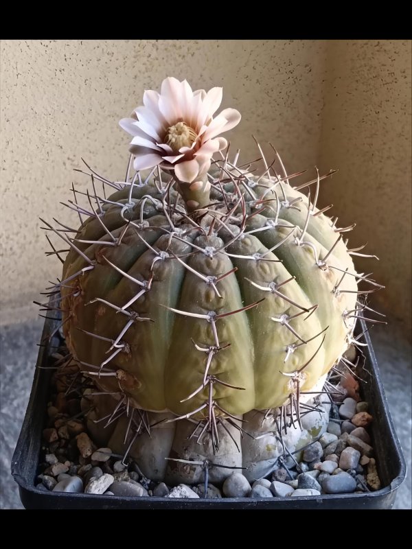 Gymnocalycium bodenbenderianum v. paucispinum 