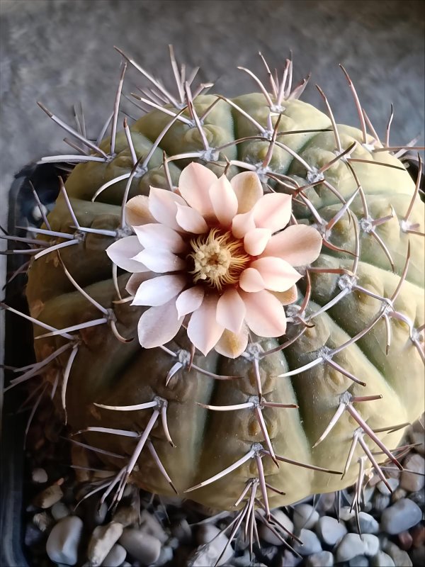 Gymnocalycium bodenbenderianum v. paucispinum 