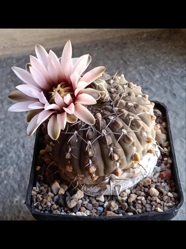 gymnocalycium bodenbenderianum v. sanjuanense