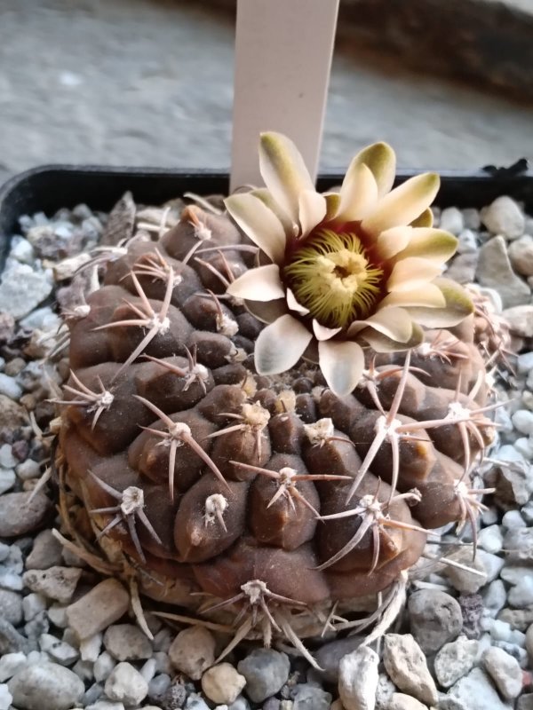 Gymnocalycium bodenbenderianum v. guthianum 
