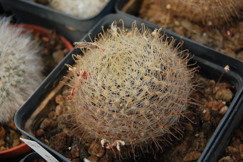 Mammillaria boedekeriana 