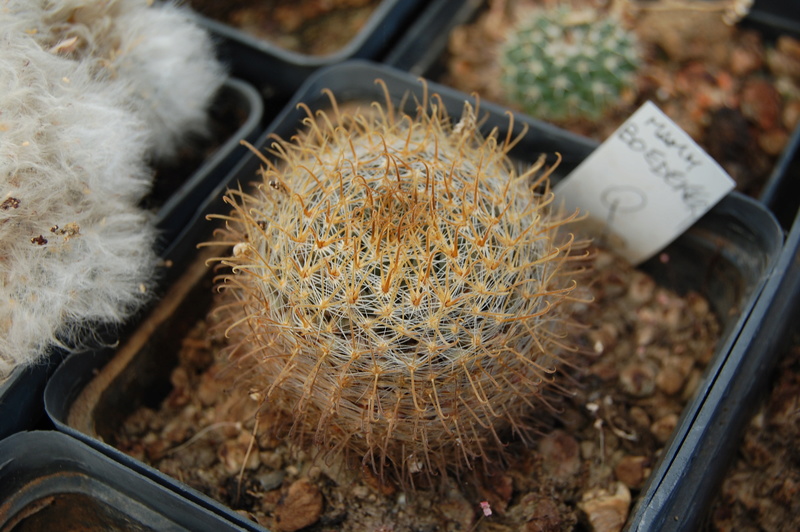 Mammillaria boedekeriana 