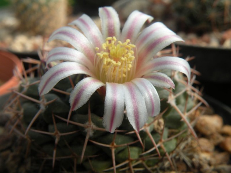 mammillaria boelderliana