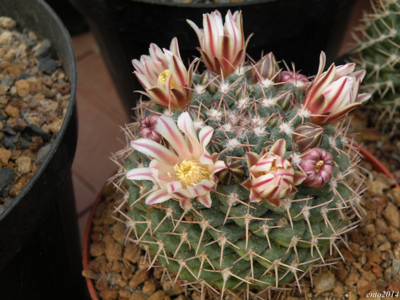 Mammillaria boelderliana 