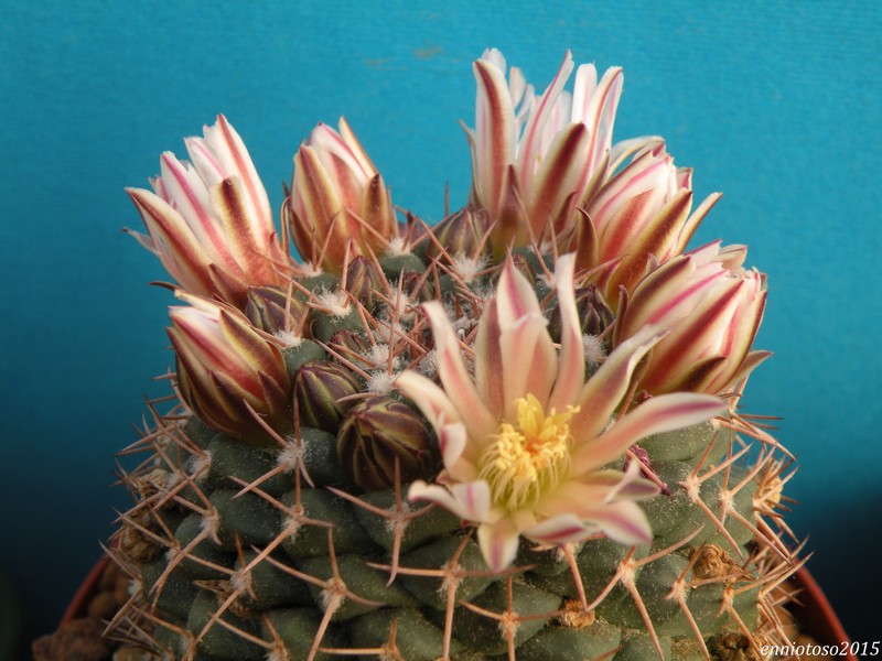 Mammillaria boelderliana 