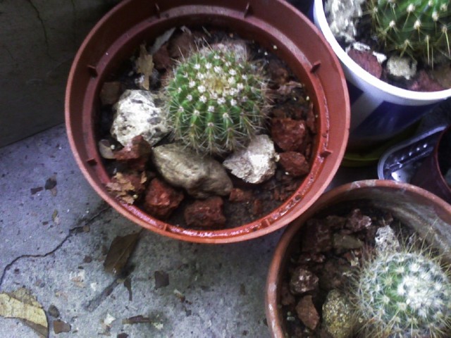 10 tricocereus ? 