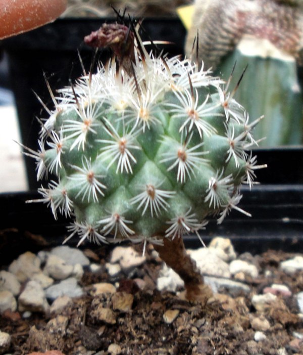 Turbinicarpus booleanus 