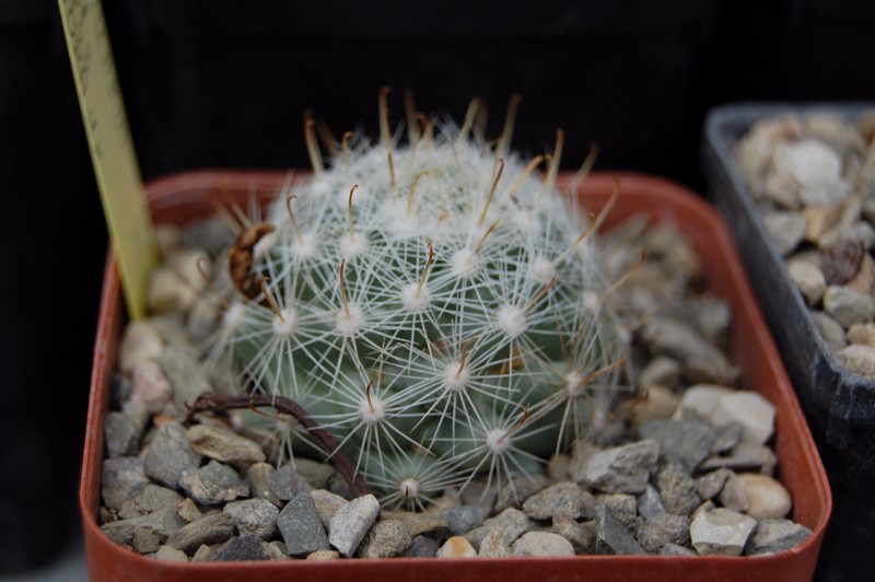 Mammillaria boolii ML 733