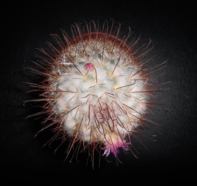 Mammillaria bombycina 